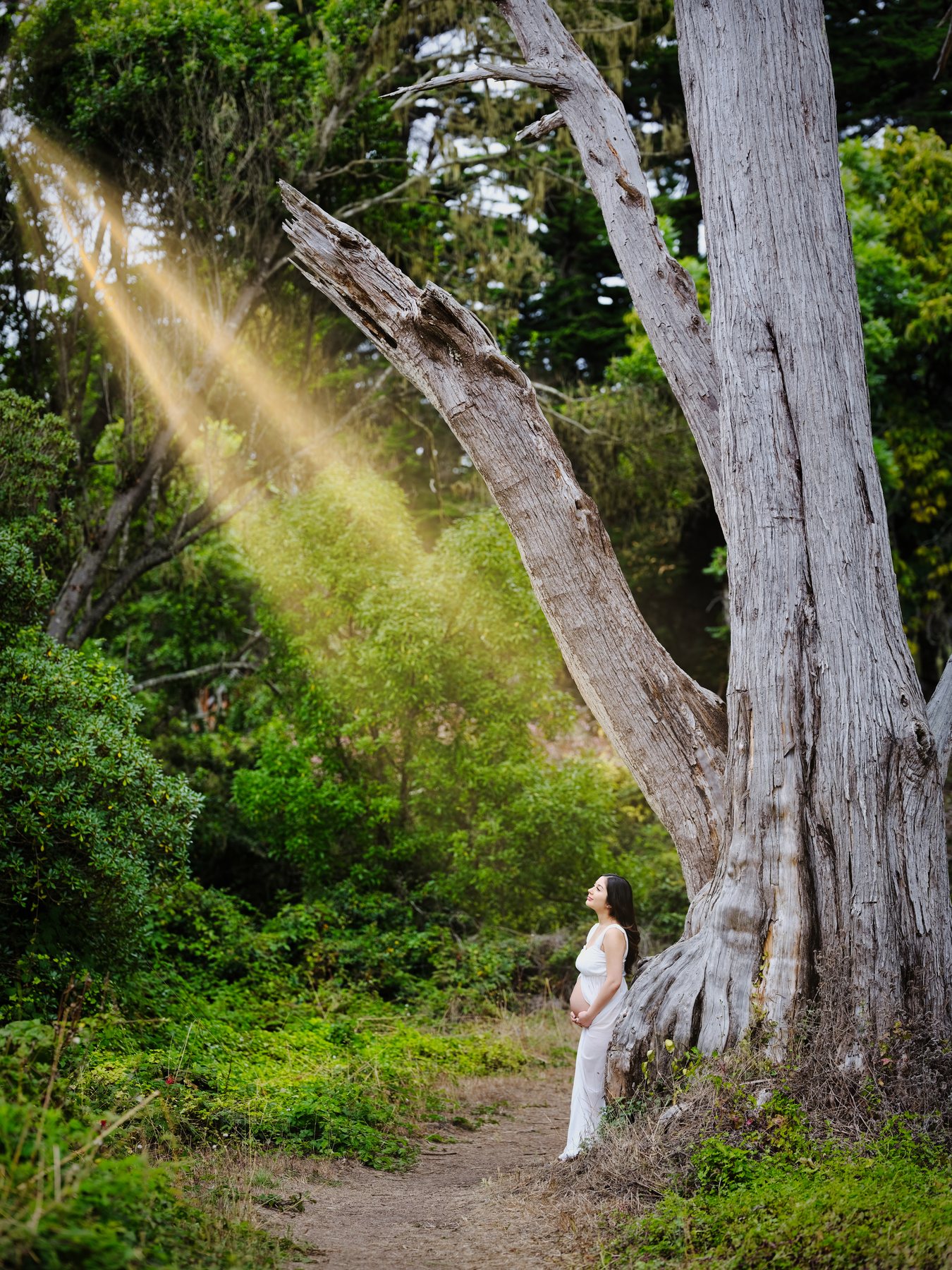 Maternity portrait beneath a towering tree and sunbeam